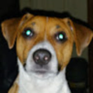 Meet your Posher, Woodrow